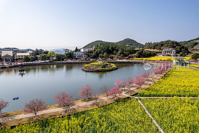 鸟瞰湖边的樱花树和油菜花田