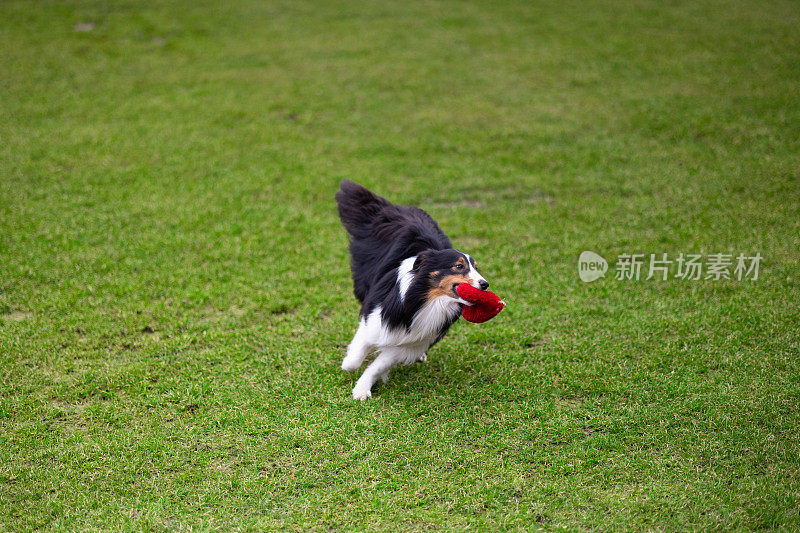 绿草地上的设得兰牧羊犬