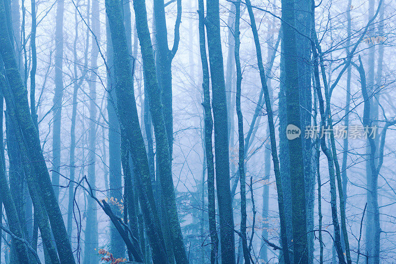 蓝色森林背景-裸露的冬季树木
