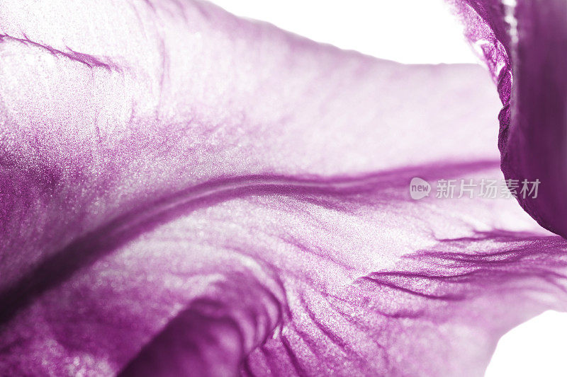 极宏观天然紫鸢尾花有机图案