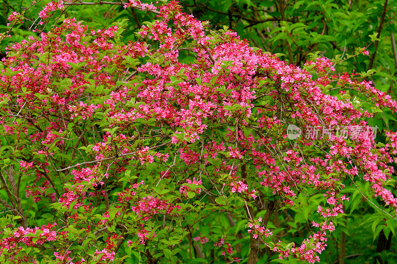 锦带花:花