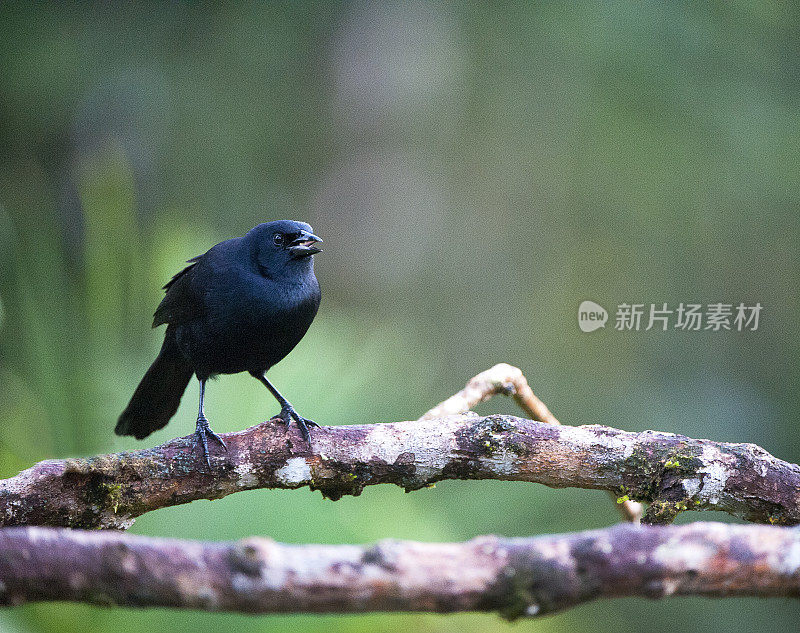 闪亮的牛仔鸟，哥斯达黎加