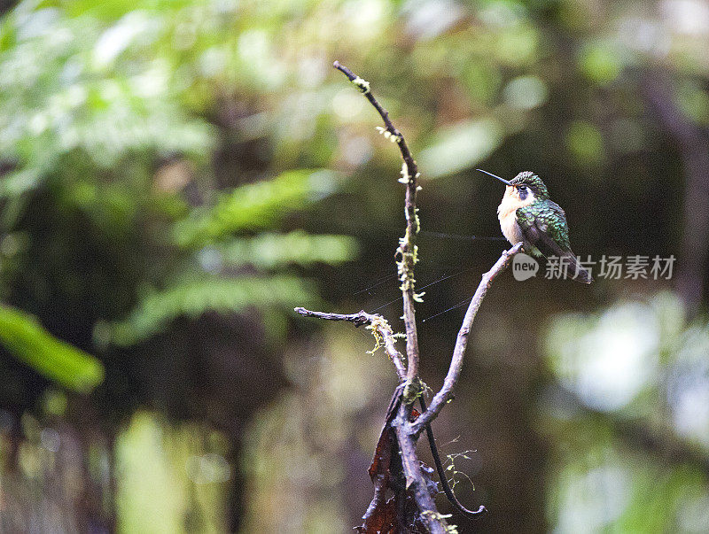 斑点蜂鸟，蒙特维德，哥斯达黎加