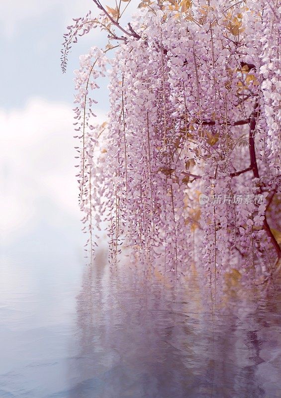 春花紫藤。花卉背景与复制空间