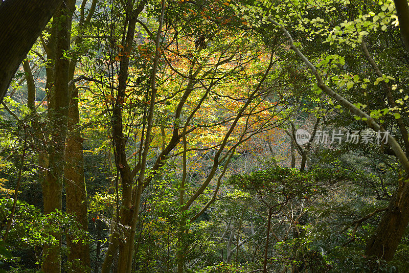 秋天的风景，高尾山，日本东京(11月-2022年)