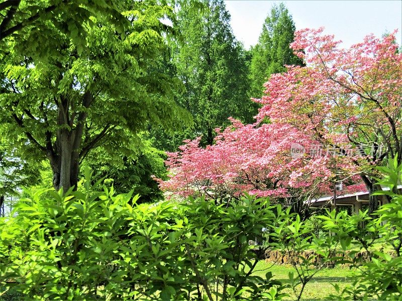 日本。4月。山茱萸开花了。