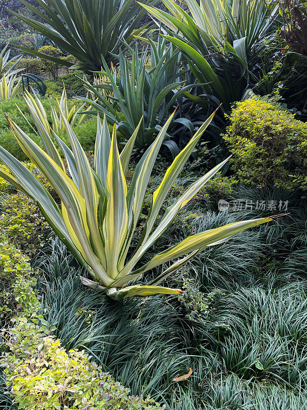 公园热带植物边界的全帧图像，杂色丝兰和灯芯草，重点在前景