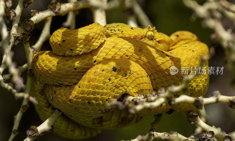 黄睫毛毒蛇盘绕在哥斯达黎加自然保护区的一棵树上休息。