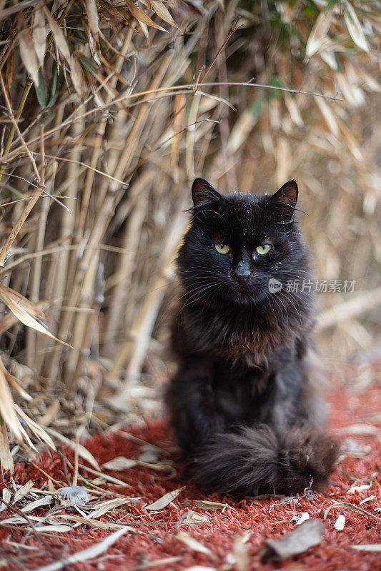 又黑又脏的流浪猫在街上。