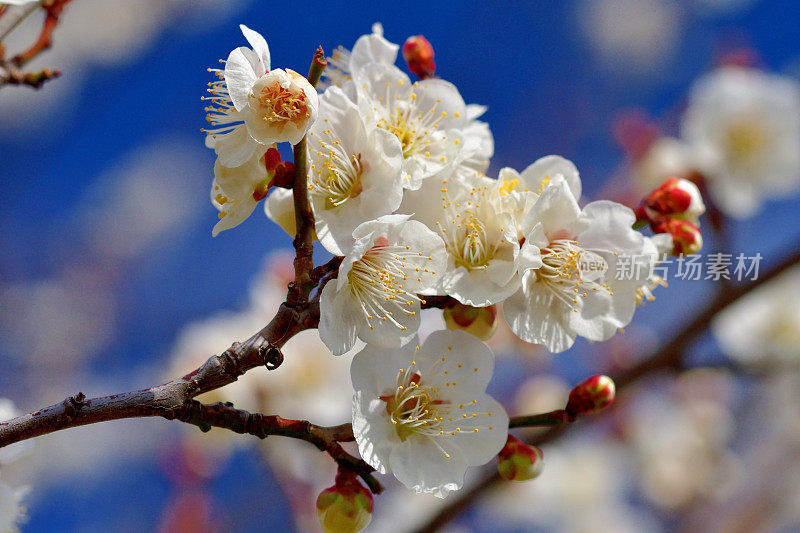 东京，日本公园里盛开的梅花