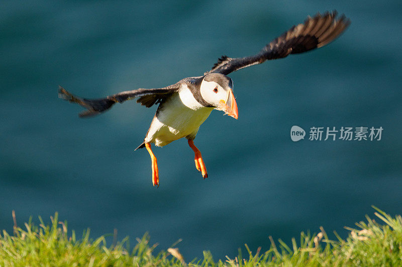 大西洋海雀