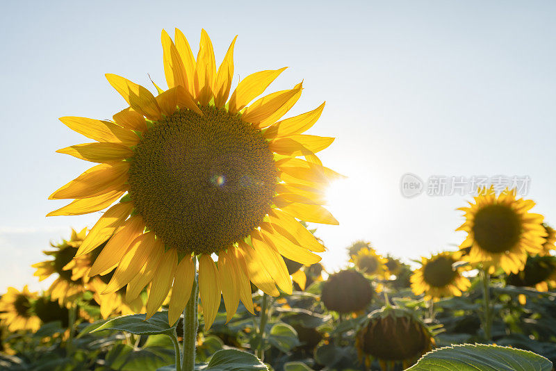 花:向日葵孤立在白色背景上