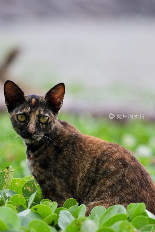 猫在亚齐海滩玩耍