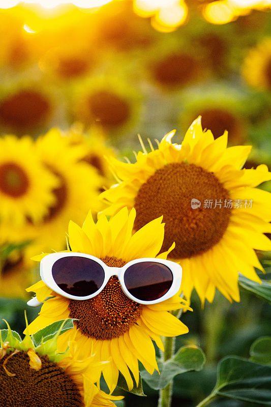 夏日夕阳下，向日葵戴着眼镜在田野里的艺术摄影