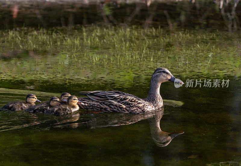 佛罗里达中部奥兰多湿地公园里的绿头鸭和小鸭子