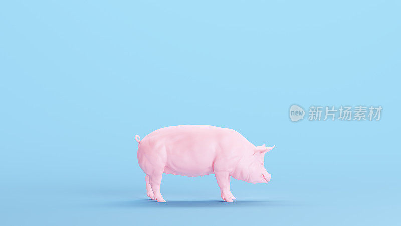 粉红色的猪五花肉屠夫图火腿火腿肉媚俗的蓝色背景