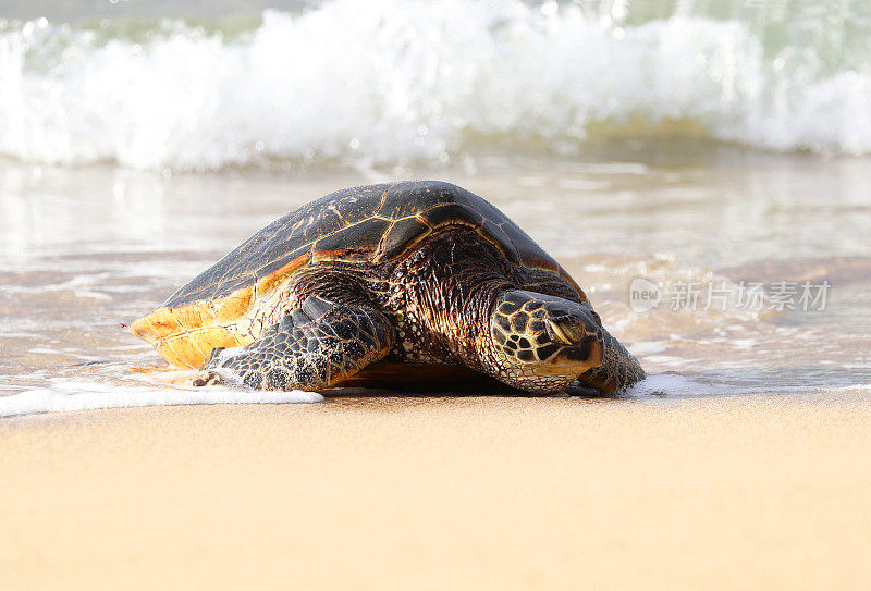 绿海龟在沙滩上上岸。毛伊岛,夏威夷。正面头像照片
