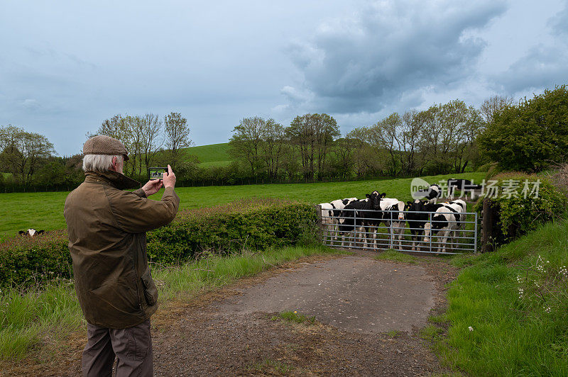 老人用手机给奶牛拍照