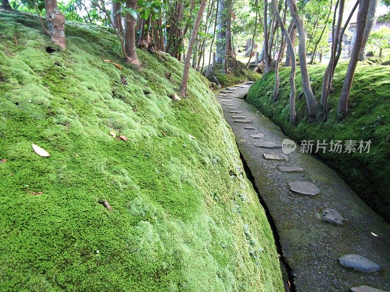 日本。6月。长满青苔的峡谷小径。