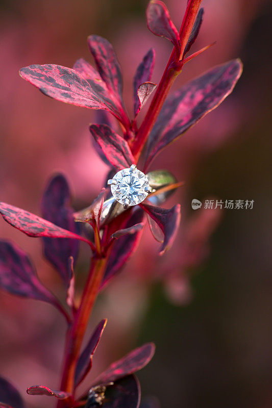 红色灌木上的订婚戒指