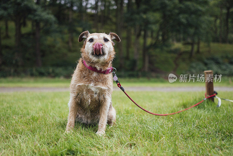 可爱的帕特代尔狗