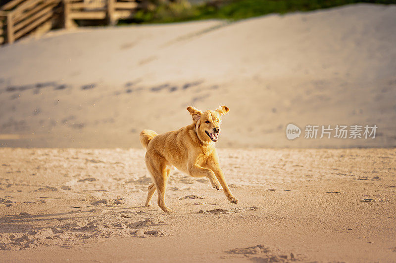 金毛寻回犬在沙滩上嬉戏