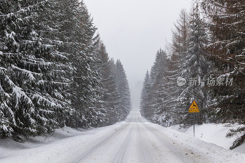 直空无尽的道路穿过冬季森林与标志关注动物