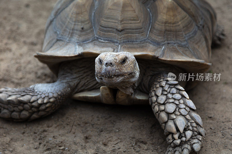 非洲刺龟