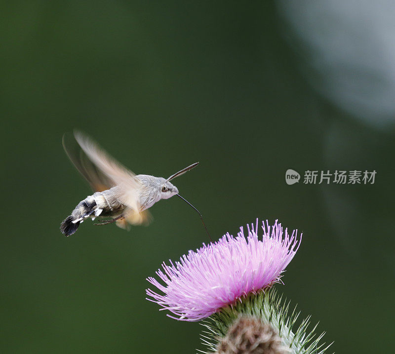 飞行中的蜂鸟鹰蛾