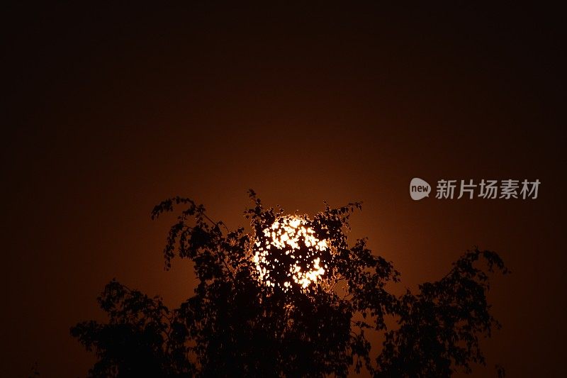 秋夜，一轮深黄色的满月明亮地照在树枝和树叶间