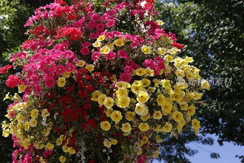 加拿大枫树岭市中心的花篮