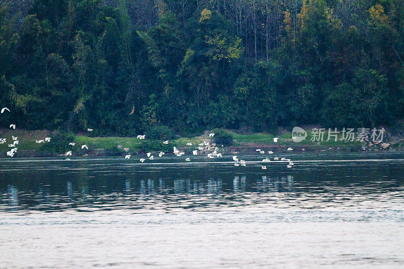 湄公河上的泰国鹤群