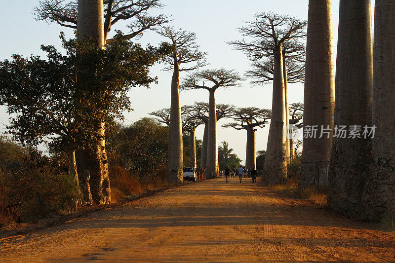 猴面包树巷——马达加斯加