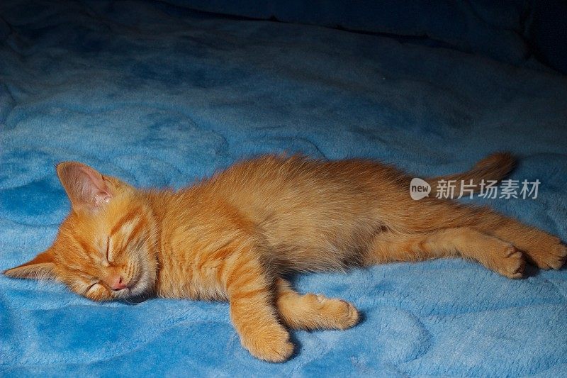 小姜猫睡在蓝色的面纱上