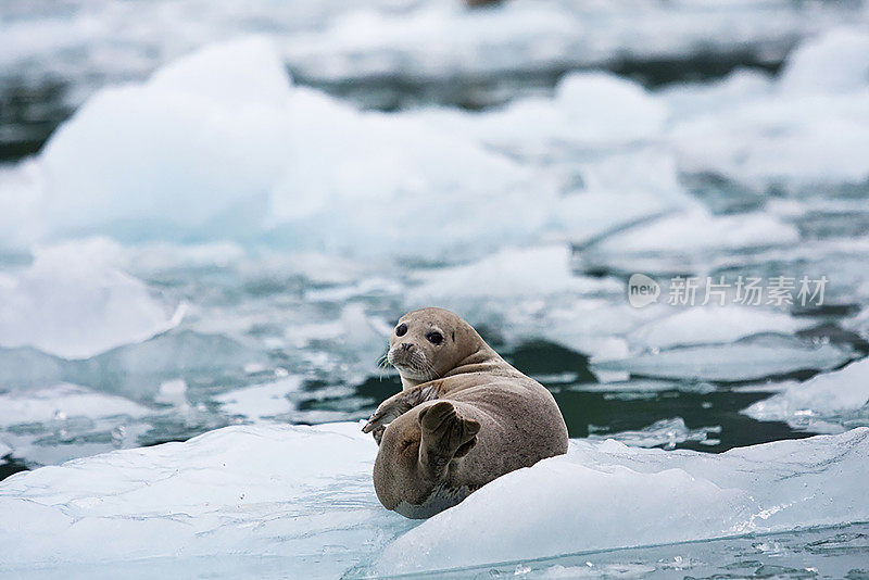 冰川上的海豹