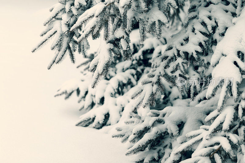 暴风雪过后，云杉的树枝被雪覆盖