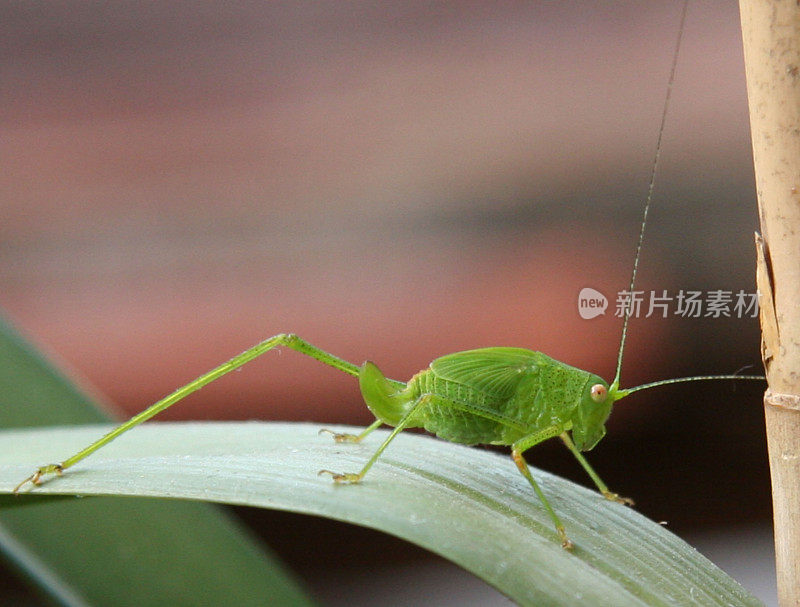 叶子上的蚱蜢的特写