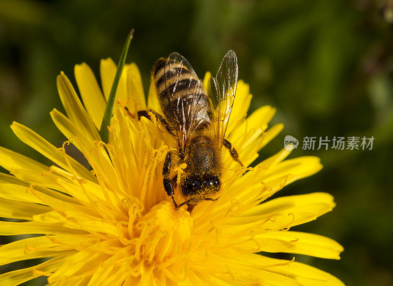 蜜蜂在蒲公英