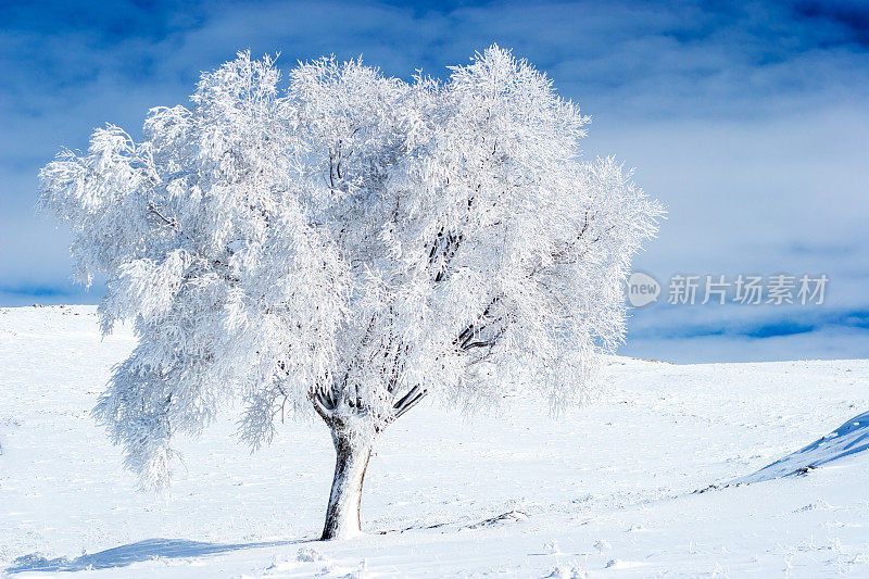 阳光下的雪树