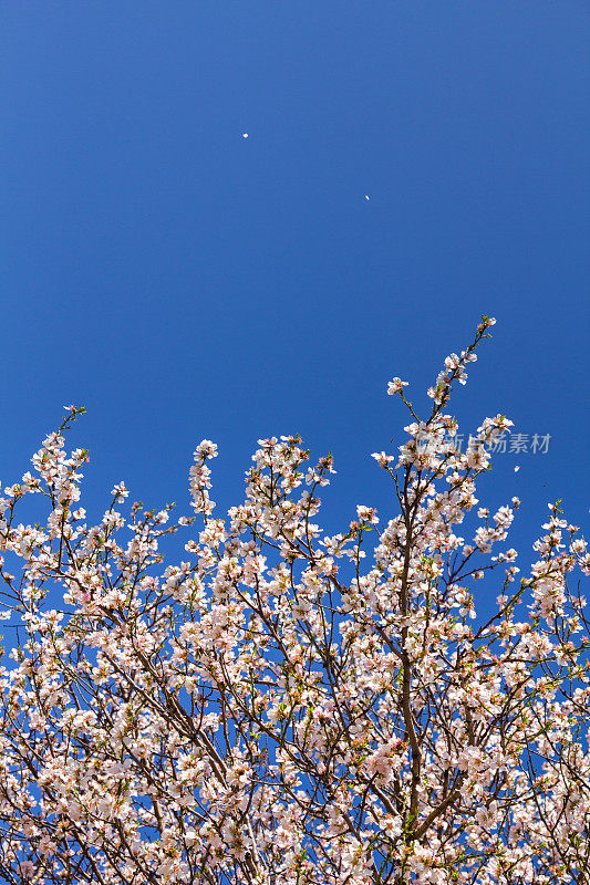 杏树，花开满天