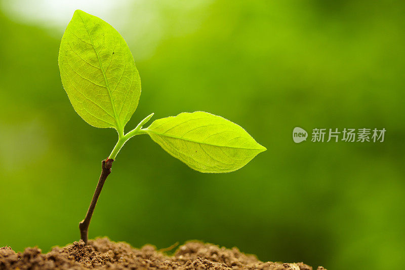 春芽生长在绿色的自然背景下