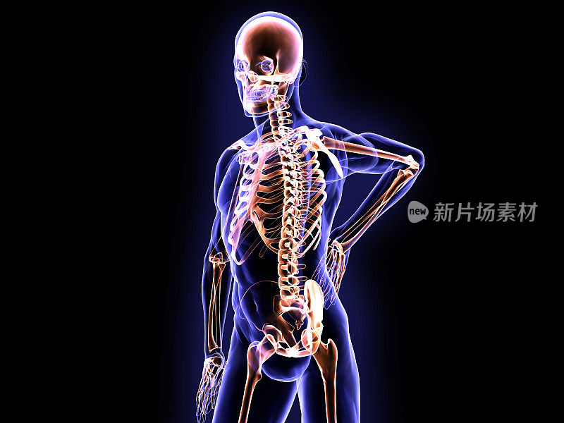 x射线脊柱疼痛和骨骼系统