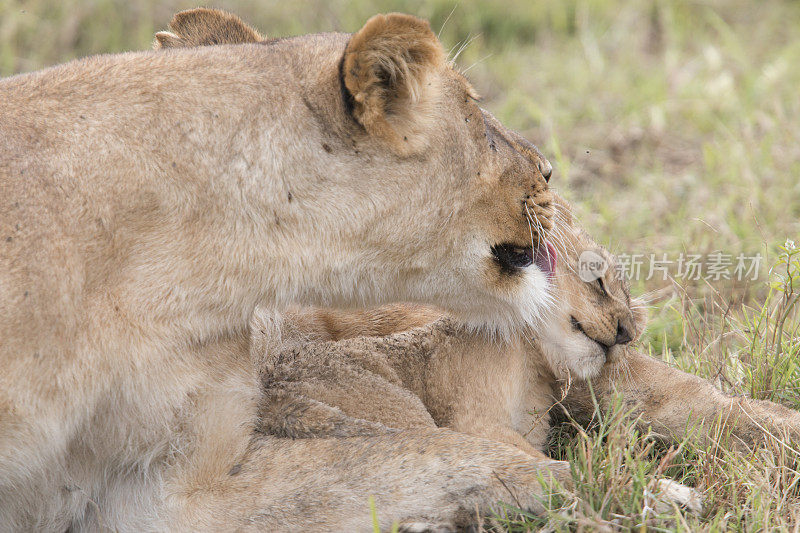母狮带着小狮子