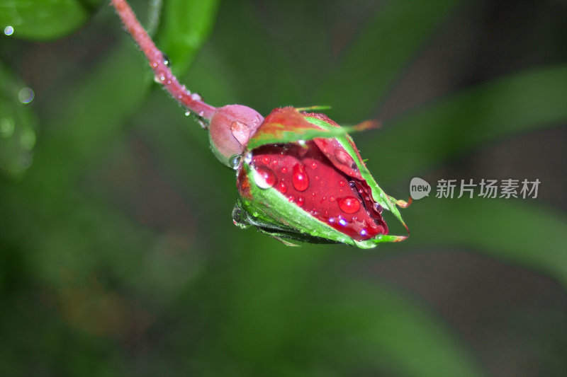 雨中的红玫瑰