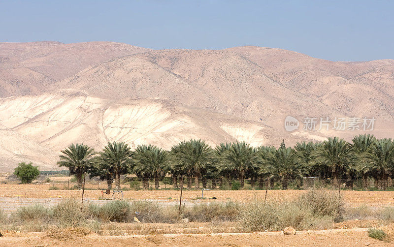 椰枣生长在内盖夫沙漠
