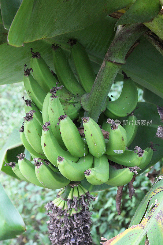树上未成熟的香蕉