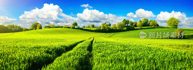 田园诗般的绿色田野和充满活力的蓝天