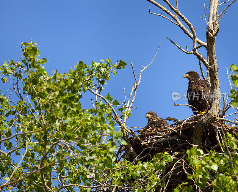 两个年轻的年轻的秃头鹰兄弟姐妹分享从巢