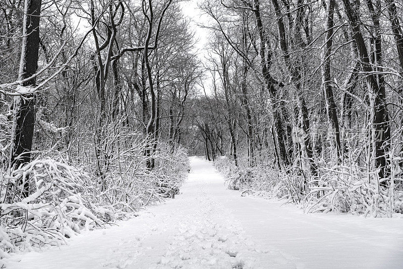 雪后的路在冬天的森林里