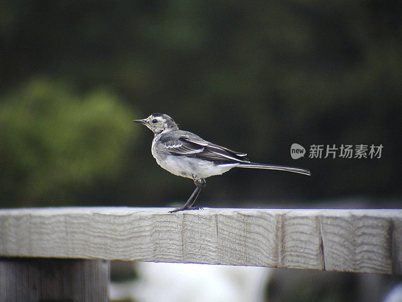 鹡鸰栅栏上